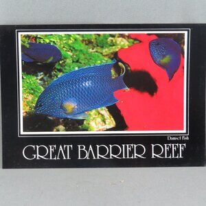 Vintage Postcard - Damsel Fish Great Barrier Reef Australia - Peer Productions